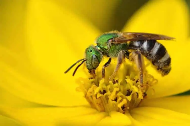 A green and yellow bee pollinating a yellow flower