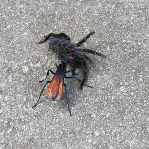 A black insect with reddish-orange wings perching on a concrete surface