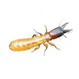 A termite or wood-boring insect with a segmented body and antennae.