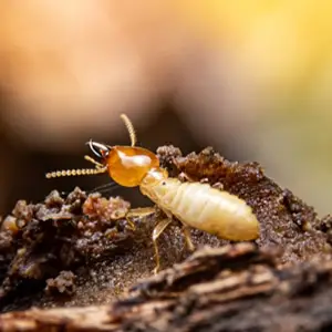 A close-up photograph of a termite emerging from a mound of soil.