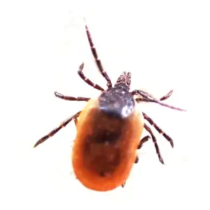 A close-up view of a brown and orange spider with a distinctive body shape and long, spindly legs. The spider appears to be resting on a flat surface.