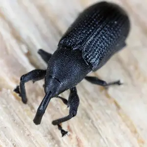 A close-up photograph of a black beetle with a dark, shiny exoskeleton crawling on a wooden surface.