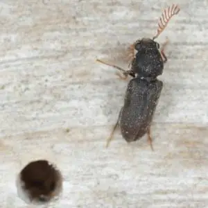 A dark colored beetle with antennae perched on a wooden surface.